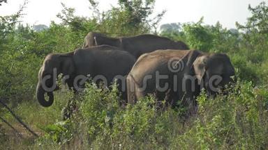 夏天，巨大的大象聚集在高高的<strong>绿草丛中</strong>